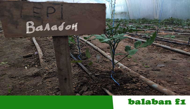 Балабан ф1
