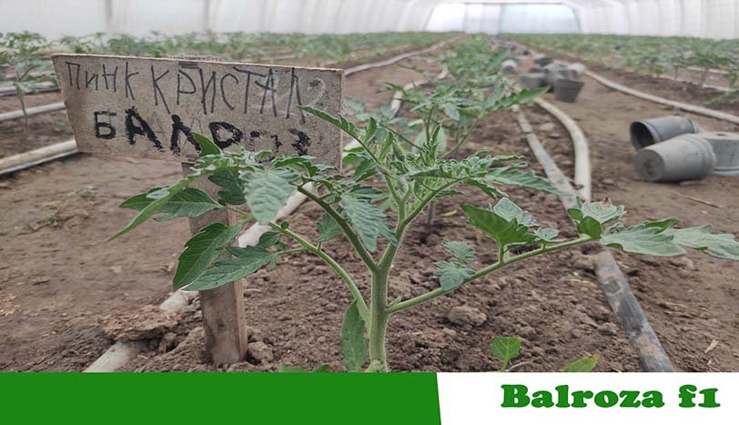 Балроза Ф1