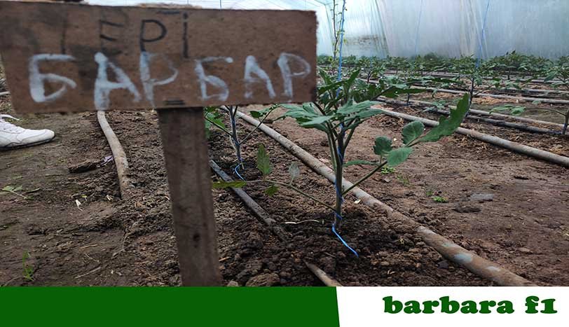 Барбара Ф1