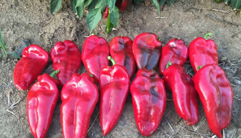 Перец Капстар