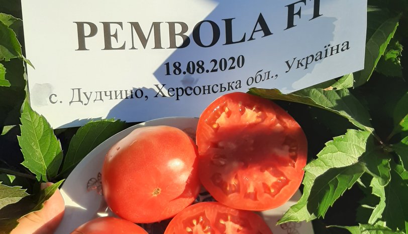 Томат Пембола F1