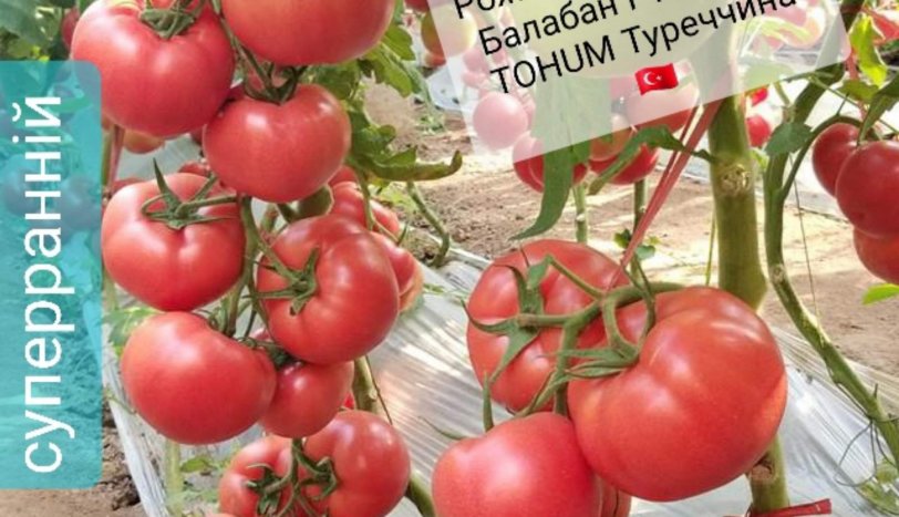 БАЛАБАН F1 (BALABAN F1) ІНДЕТЕРМІНАНТНИЙ ГІБРИД