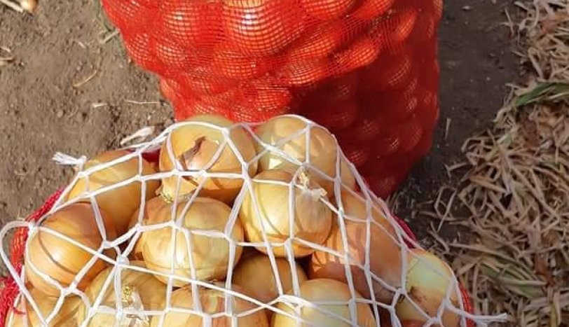 Лук Техсас Грано Ерли