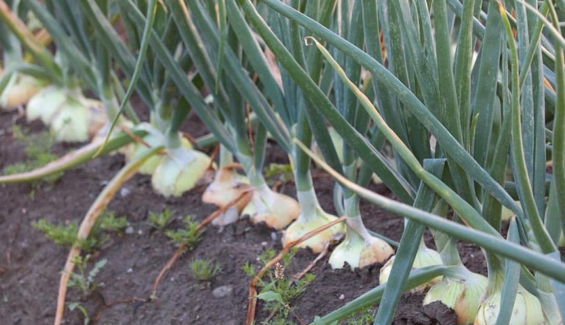 лук Деподжу