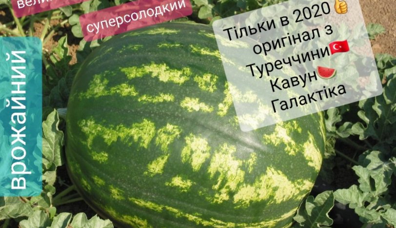 Семена Арбуза Галактика 