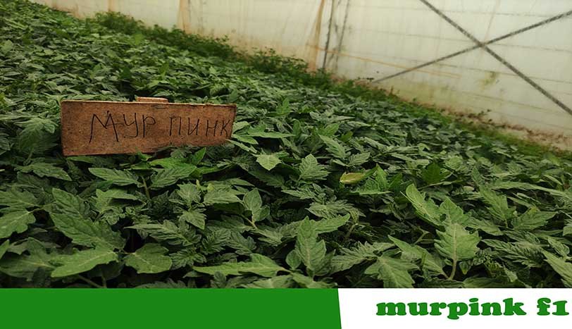 Мурпінк F1